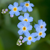 Forget-Me-Not Seed Packet | Two-Sided