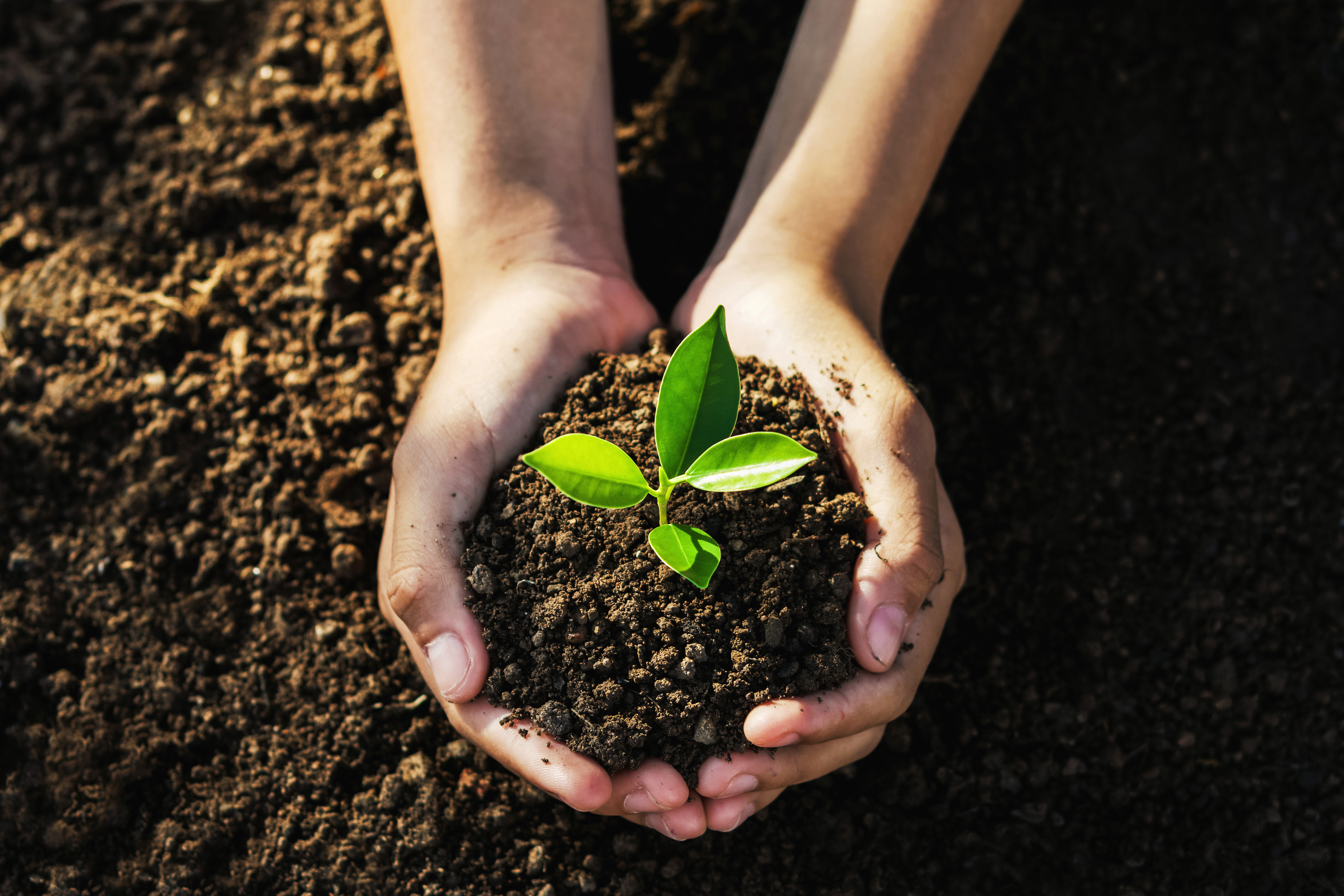 Growing Your Brand Sustainably: The Power of Seed Paper & Eco-Friendly Giveaways