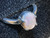 OPAL RING 13.41 CARAT