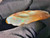 Australian Coober Pedy Solid Multicolour Uncut Opal 174.10 Carat