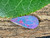 Australian Queensland Doublet Boulder Opal 1.55 Carat