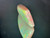 Rainbow Colorplay Australian Coober Pedy Solid White Opal 43.40 Carat
