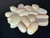 Multicolour Australian Coober Pedy Opal 17 Pc 26.60 Carat