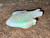 Australian Coober Pedi Solid Opal Carving Fish 18.00 Carat