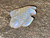 Australian Coober Pedi Solid Opal Carving Fish 28.15 Carat