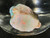 Mintabie, Australian Multicolour Natural Rough Opal 23.40 Cts