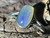 Natural Australian Coober Pedy Opal Ring 25.00 Carat
