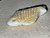 Australian Coober Pedi Solid Opal Carving Fish 25.85 Carat