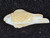 Australian Coober Pedi Solid Opal Carving Fish 25.85 Carat