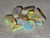 Multicolour Australian Coober Pedy Opal 10 Pc 5.25 Carat