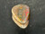 Australian Coober Pedy Opal 4.70 Carat