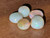 Multicolour Australian Coober Pedy Opal 5 Pc 4.60 Carat