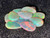 Rainbow Colorplay Australian Coober Pedy Small Opal 5.20 Carat