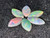 Rainbow Colorplay Australian Coober Pedy Small Opal 2.85 Carat