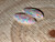 Rainbow Colorplay Australian Coober Pedy Opal Pair 0.40 Carat