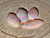 Rainbow Colorplay Australian Coober Pedy Small Opal 1.00 Carat