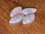 Rainbow Colorplay Australian Coober Pedy Small Opal 1.00 Carat