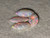 Rainbow Colorplay Australian Coober Pedy Small Opal 1.00 Carat