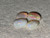 Rainbow Colorplay Australian Coober Pedy Small Opal 1.75 Carat
