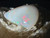 Multicolour Australian Coober Pedy Solid White Opal 4.90 Carat