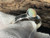Natural Australian Coober Pedy Opal Ring 13.60 Carat