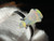 Natural Australian Coober Pedy White Opal In Sterling Silver Ring 9.75 Carat