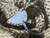 Natural Australian Coober Pedy White Opal In Sterling Silver Ring 10.75 Carat