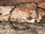 Australian Boulder Opal Tumble Beads Bracelet 50.35 Carat