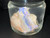 Australian Coober Pedy Natural Rough Solid Opal 161.90 Carat