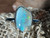 Natural Australian Coober Pedy White Opal In Sterling Silver Ring 12.40 Carat