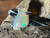 Natural Australian Coober Pedy White Opal In Sterling Silver Ring 8.55 Carat