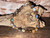 Australian Natural Handmade Boulder Opal Smooth Coin Shape  Bracelet 74.70 Carat