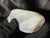 Australian Coober Pedy Natural Rough Solid Opal 321 Carat