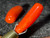 Natural Red Coral Loose Gemstone 6.95 Carat