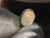 Australian Sterling Silver Opal Pendant 8.70 Carat