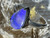 Natural Australian Coober Pedy Opal Ring 12.50 Carat