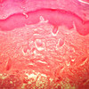 Slide Set - Human Physiology