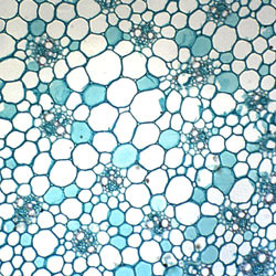 Slide Set - Apologia Biology