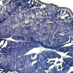 Slide Set - Basic Zoology