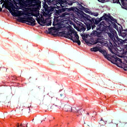 Slide Set - Mammalian Physiology