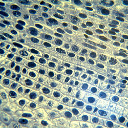 Slide Set - Microbiology / Genetics