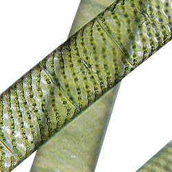 Slide Set - Microbial World