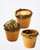 Chocup Pista edible cup filled with a macchiato and topped with crushed pistachios.