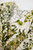 Close-up of the fabric texture and detailed green floral pattern on the Sandro Ferrone dress.