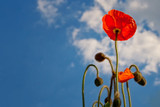 Remembrance Day Office Closure