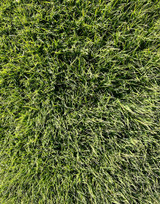 Zeon Zoysia