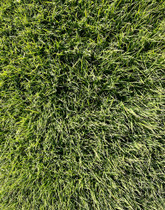 Zeon Zoysia