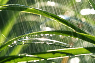 Heavy Rains: Too Much of a Good Thing?