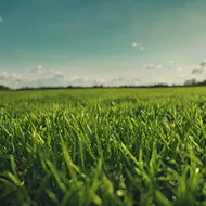 What is the best way to improve my lawn’s overall health and appearance