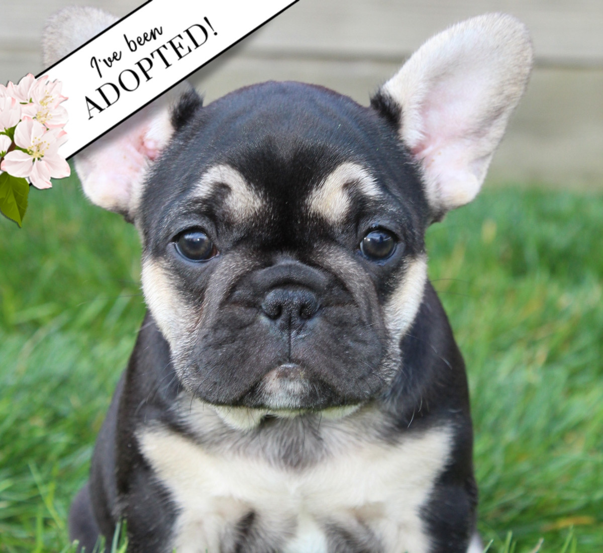 Do I Pay Tax On Selling Puppies